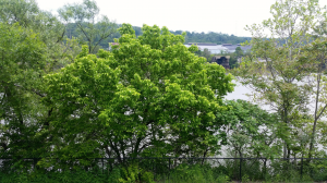 What other urban office would have such a GREEN view?! 