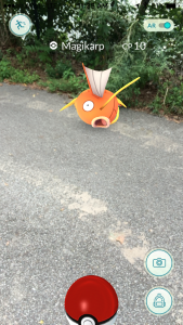 I've been getting lots of steps in on the trail and catching a TON of Magikarps. 