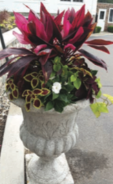 Combine colorful foliage with flowers in containers